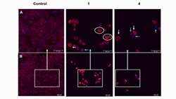 Curcumin-inspired monocarbonyl analogues activate caspase-associated apoptosis in human bladder cancer cells